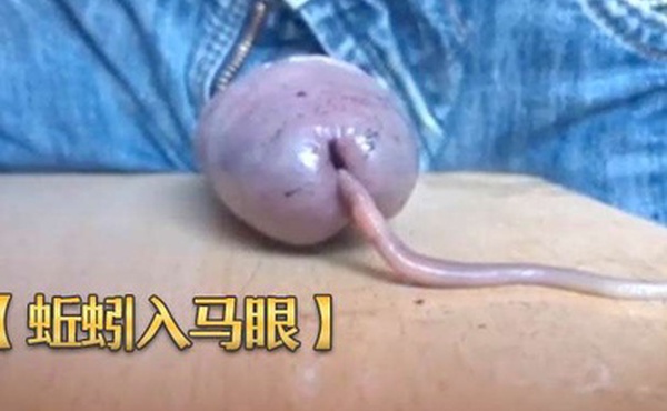 蚯蚓入马眼奇特重口味虐鸡再打飞机射出来